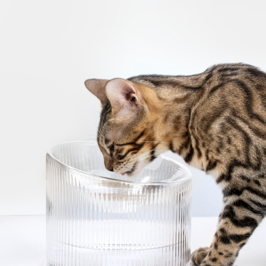 2-in-1 Elevated Glass Cat Bowl