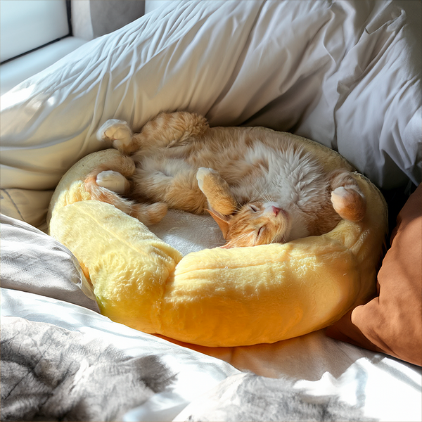 Meowingtons tart outlet bed