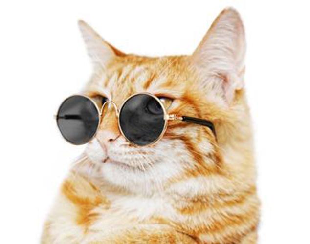 Kitty cat glasses online