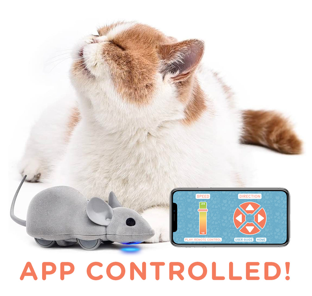 Mouse Hunt Cat Toy App Controlled by Meowingtons